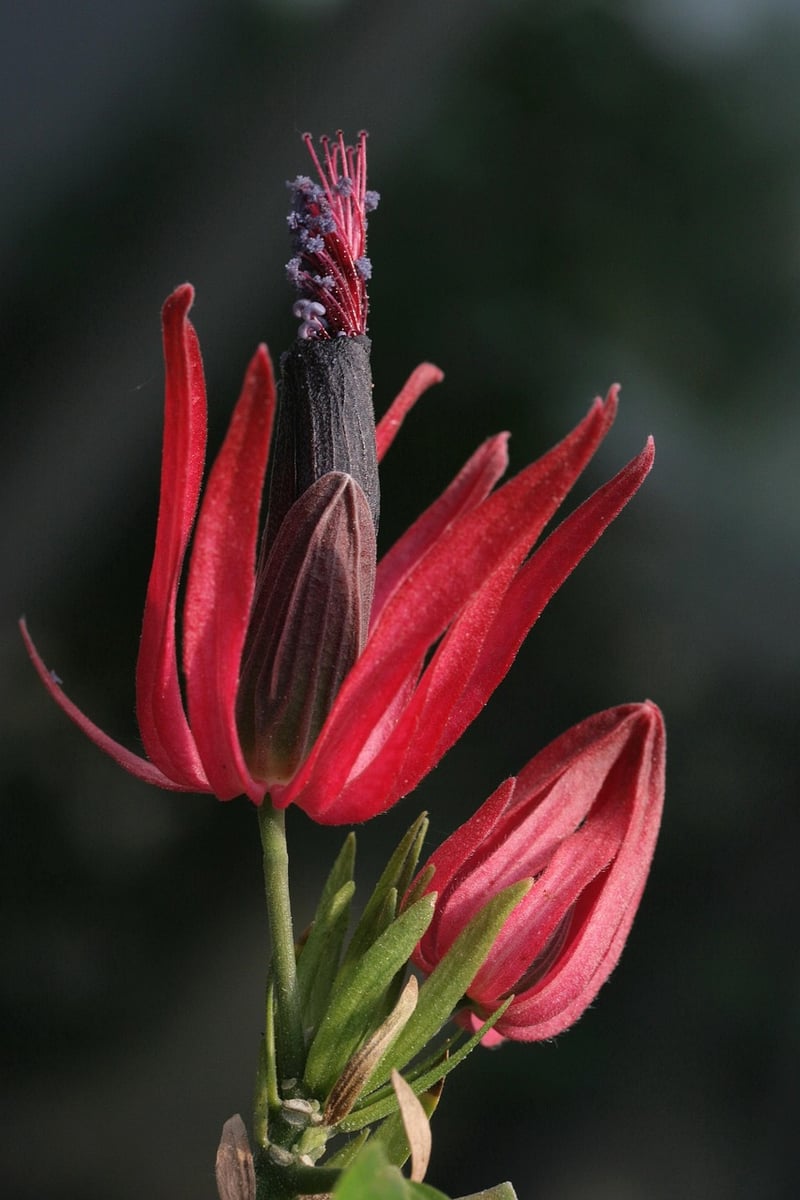 Floral Enchantment